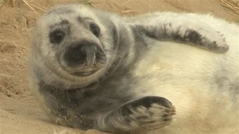 Blakeney Point Seal Pup Numbers May Break Records Bbc News