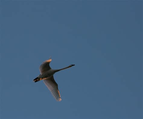 Swan With A Wide Wingspan In The Blue Sky Free Image Download