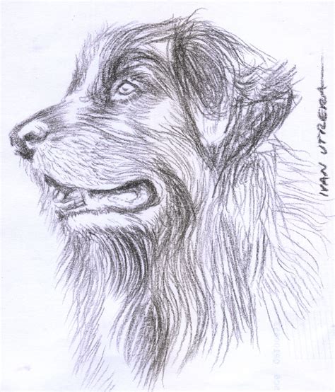 Perro A Carboncillo Charcoal Sketch Drawing Sketches Abstract Artwork