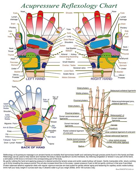 amazon com acupressure reflexology chart with precise hand diagrams my xxx hot girl