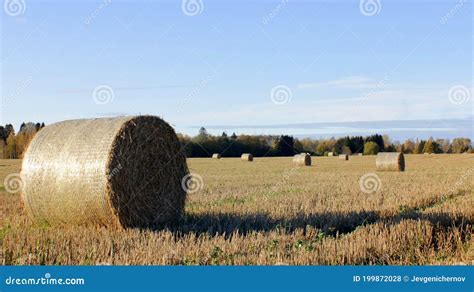 Sheaves Of Hay In Sunny Autumn Field Stock Photo Image Of Cereal