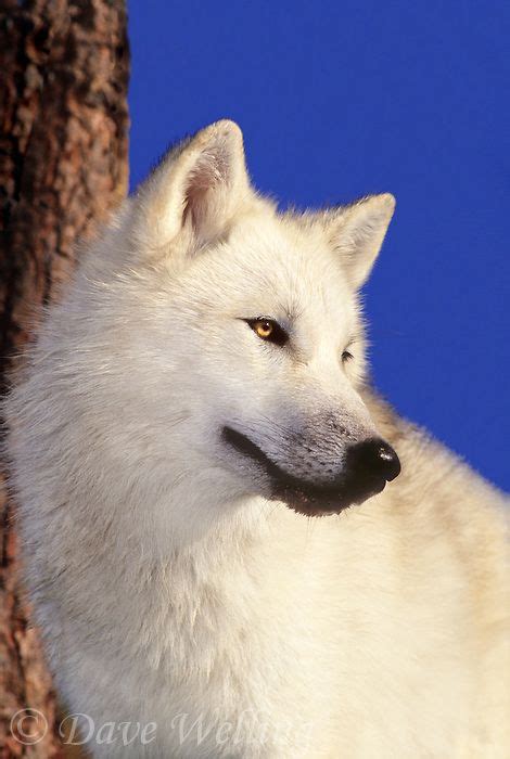 Portrait Of A Pure White Arctic Wolf Canis Lupus Arctic Wolf Wolf