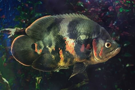 The Top 10 Most Beautiful Types Of Oscar Fish Fishkeeping World