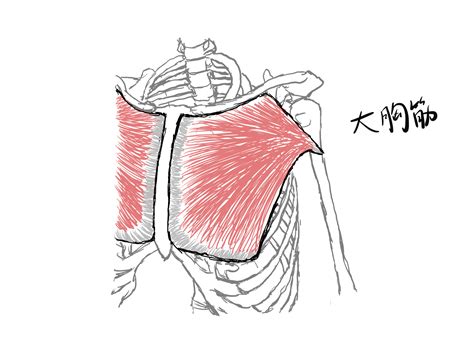 大胸筋の起始停止・拮抗筋・関連ヨガポーズ・トレーニング・ストレッチ｜機能解剖学事典