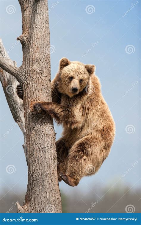 Will Grizzly Bears Climb Trees Vehement Blogsphere Pictures Library
