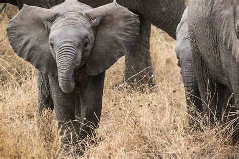 Elephant Facts | Elephant, Elephant facts, African elephant