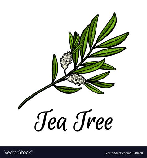 Hand Drawn Tea Tree Branch With Flowers And Leaves