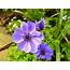 Anemone Flower Cool  HD Desktop Wallpapers 4k