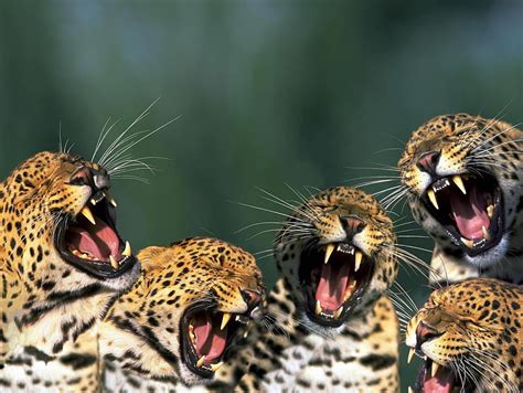 1920x1080px 1080p Free Download Happy Leopards Animal Cat Happy