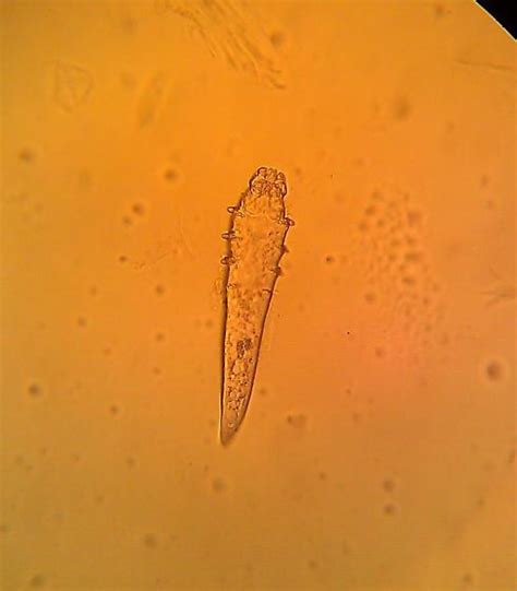 Canine Demodectic Mite Demodex Canis Bugguidenet