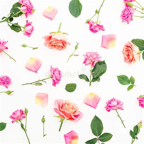Pattern With Pink Roses Flowers And Petals On White Background Flat
