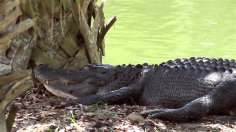 Alligator In Hilton Head South Carolina Youtube