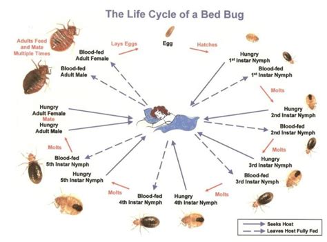Bed Bug Life Cycle Explained Empire Pest Control London