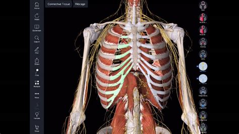 Complete anatomy is a very professional learning platform for the anatomy of 3d human body for medical students and workers. ScHARR App Hack - Essential Anatomy • 360 Files