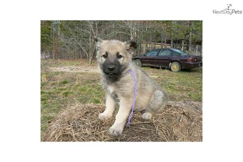 Review how much german shepherd puppies for sale sell for below. German Shepherd puppy for sale near Southeast Missouri, Missouri | fa089f8a-f8d1