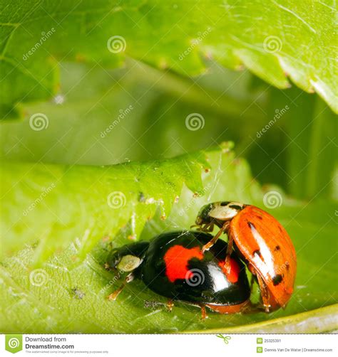 Two Ladybugs Mating In The Bushes Stock Image Image Of Close