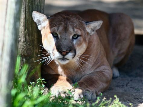 Cougar Sighting Reported At Coquitlam Crunch Trail Vancouver Sun