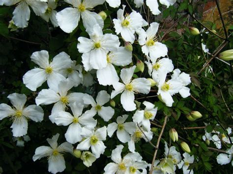 First class plants that's at this point in time being transplanted into bigger pots to go out this 2019 yr as not tall enough yet but there very healthy with strong growth. Clematis montana Grandiflora mature & hardy 2 year old ...