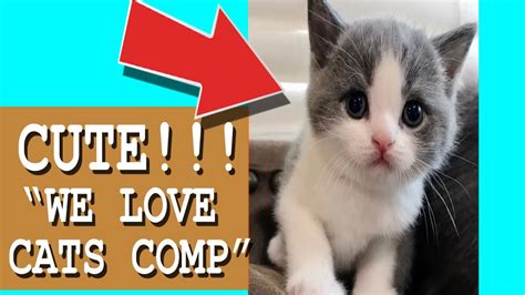 cute cat videos must love we love cats video comp 2020 youtube