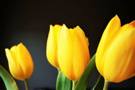 Behind Every Tulip Color Unveiling Meanings And Rich Symbolism Petal