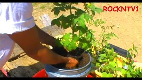 Plant And Grow Tomatoes In 5 Gallon Buckets 2012 Youtube