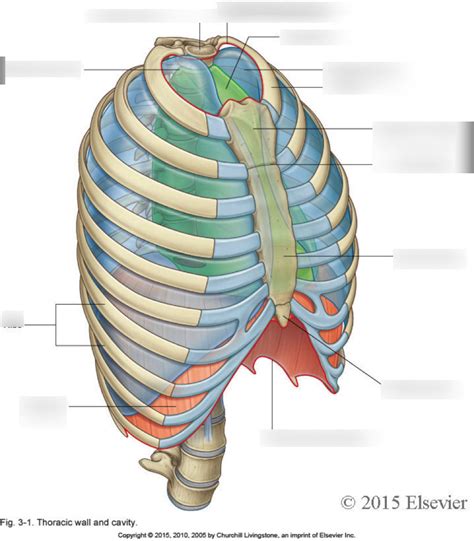 Thoracic Wall And Cavity Diagram Quizlet