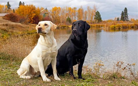 Labrador Retriever Pictures Dog Breed Pictures Small Large