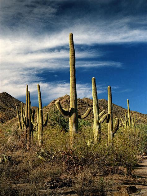 Saguaro Cactuses Near Tucson Arizona Photograph By Randall Nyhof