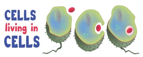 Endosymbiotic Theory Ask A Biologist