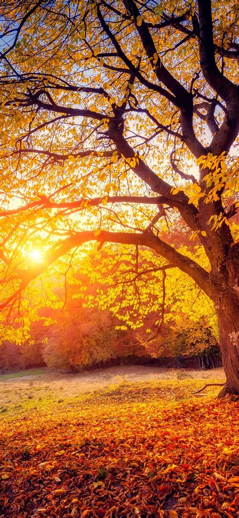 Tree Sunset Sunshine Autumn 1125x2436 Iphone 11 Proxsx Wallpaper