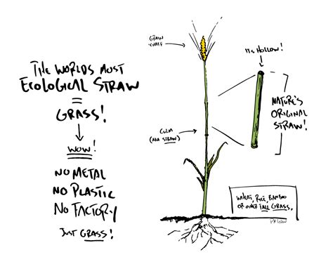 The Worlds Most Ecological Straw Final Straw Food Earth Happiness