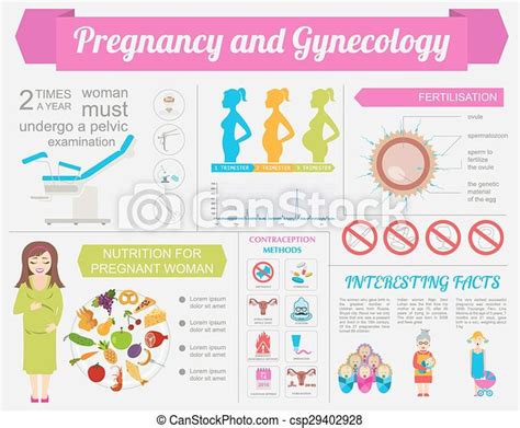 gynecology pregnancy infographic gynecology and pregnancy infographic template motherhood