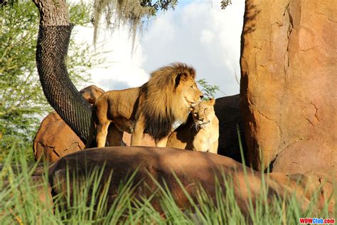 We did not find results for: Lion King 2019 Wallpapers - Wallpaper Cave