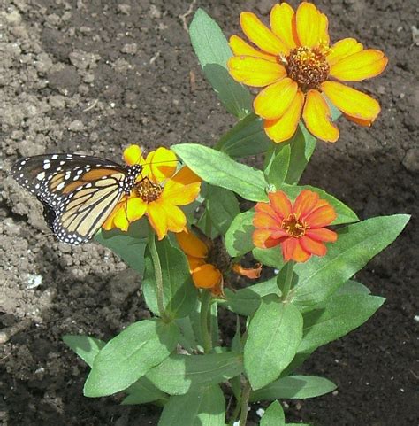 Aug 23, 2021 · the hershey's water works at hershey lodge is unlike any indoor hotel pool we've ever experienced. Taken in Hershey Gardens, butterfly conservatory | Garden ...