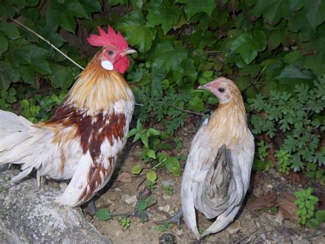 Gallinas De Raza Enana Gallinas Reproductoras