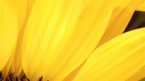 Are you a fan of yellow wallpapers? 4K Yellow Flowers Wallpapers High Quality | Download Free