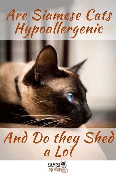 The following is a guideline which petmd recommends for people who. Are Siamese Cats Hypoallergenic? - siameseofday in 2020 ...