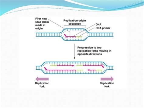 dna replication in prokaryotes