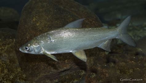 Freshwater Whitefish Types Size Profile Facts Catch Seafish