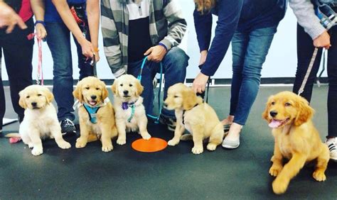 Puppy socialization experiences done right! Puppy Training Near Me | Zoom Room | Zoom Room Dog Training