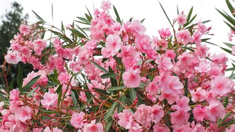 How To Plant Oleanders 3 Steps For Beginners Krostrade