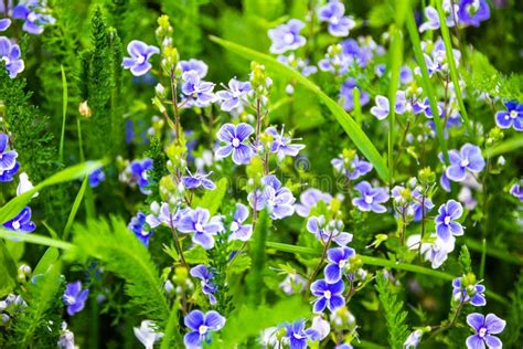 Myosotis Beautiful Blue Tiny Forest Flower In Spring Bloosom Stock