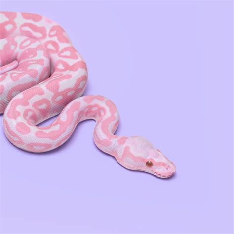 Pink Snake Snake Wallpaper Pink Snake Snake Art