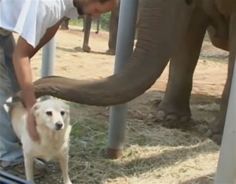 Unique Relationship Between A Dog And Elephant Amazingpandph