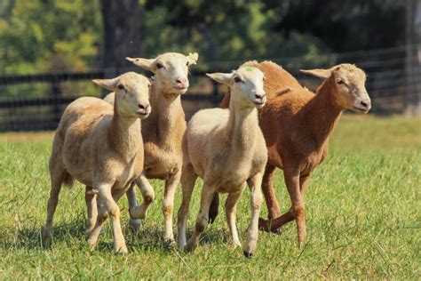 34 Common Sheep Breeds A To Z List Pictures Fauna Facts 2022