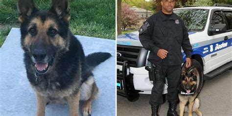 cop writes sweetest tribute to his k9 partner who died the dodo