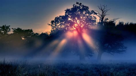 Trees Sunrise Mist Landscape Nature Wallpapers Hd Desktop And