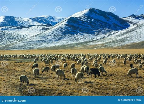 Flock Of Sheep By The Snowy Mountains Stock Image Image Of Circle