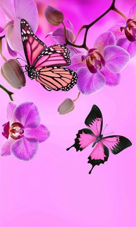 3840x2160px 4k Free Download Butterflies Butterfly Color Pink Hd