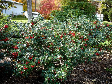 Blue Girl Holly For Sale Online The Tree Center